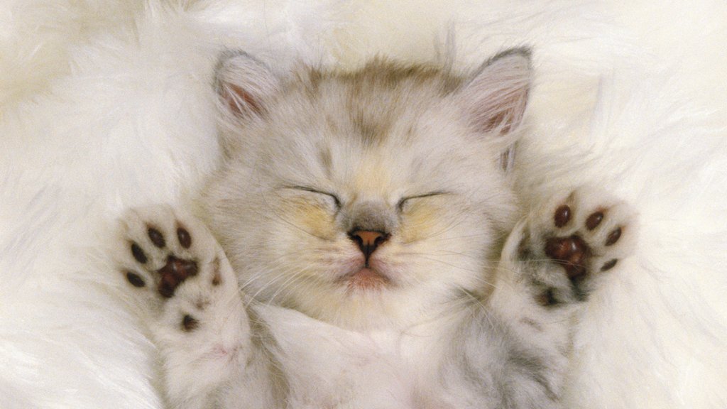 Sweet Dreams - desktop wallpaper