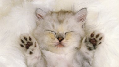 Sweet Dreams - desktop wallpaper