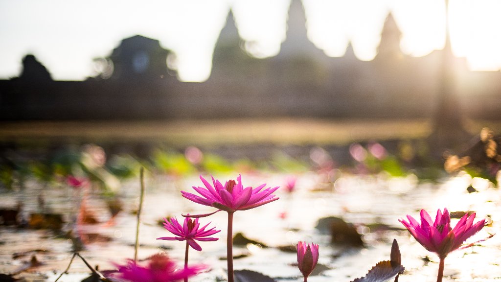 Lotus Flowers, Angkor Wat, Krong Siem Reap, Cambodia - desktop wallpaper