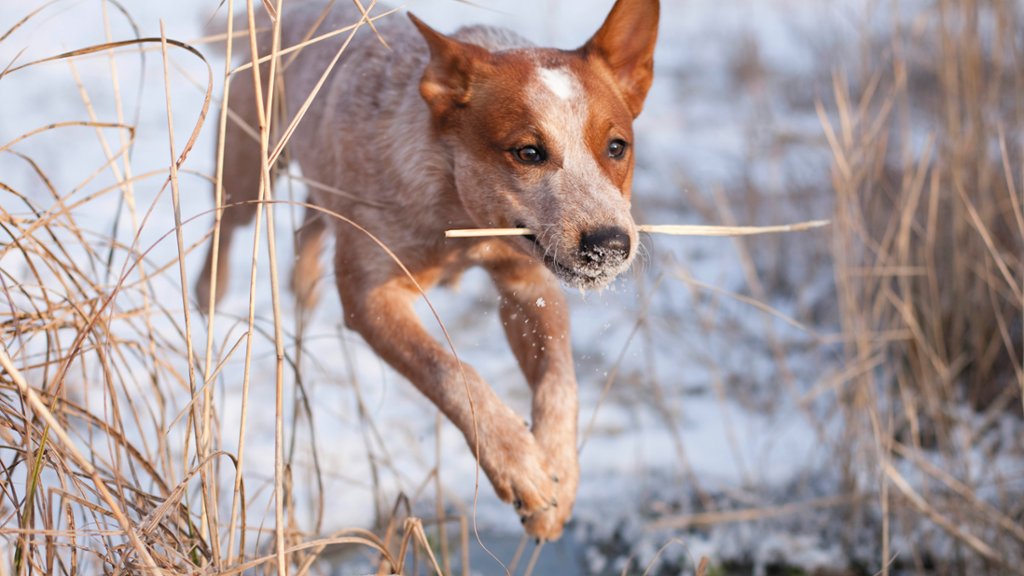 Young Australian Cattle Dog With Twig - desktop wallpaper