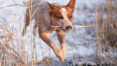 Young Australian Cattle Dog With Twig - desktop wallpaper
