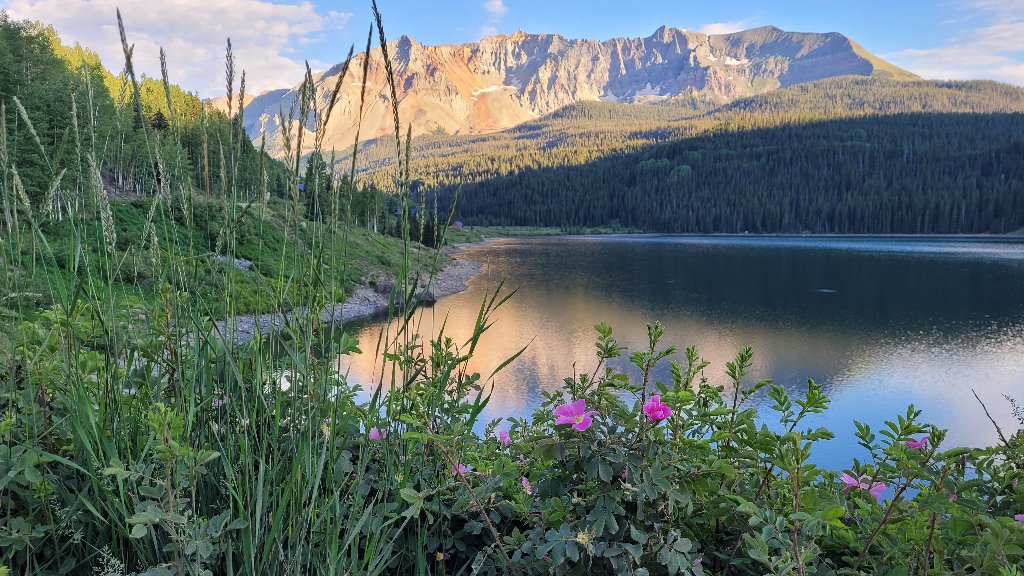 Wildflowers, Trout Lake, Ophir, Colorado - desktop wallpaper