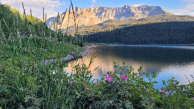 Wildflowers, Trout Lake, Ophir, Colorado - desktop wallpaper