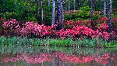 Callaway Gardens, Pine Mountain, Georgia - desktop wallpaper