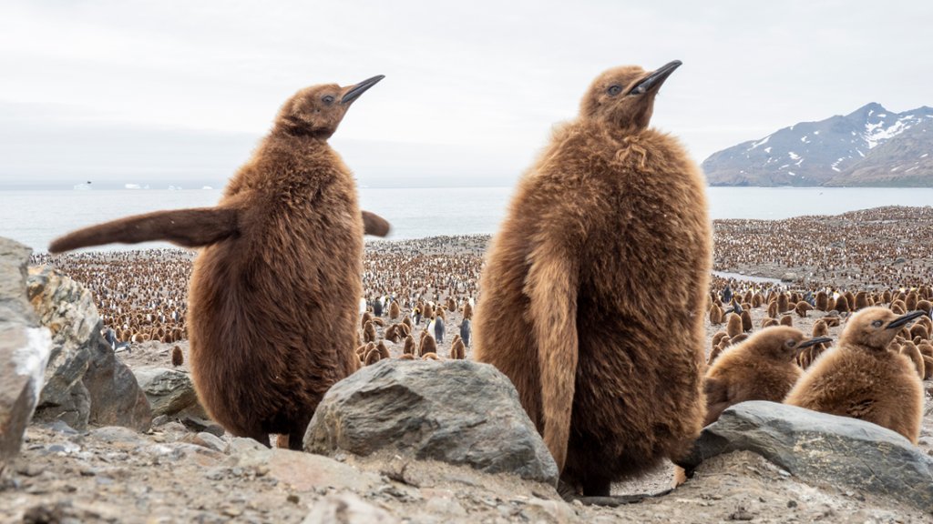 King Penguin Chicks, Gold Harbor, South Georgia - desktop wallpaper