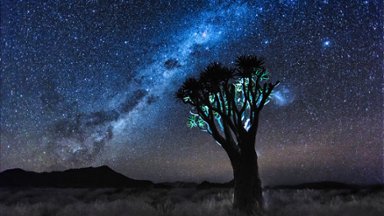 Baobab Tree Under the Night Sky, Namibia - desktop wallpaper