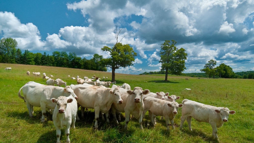 Charolais Cattle, Orillia, Ontario, Canada - desktop wallpaper