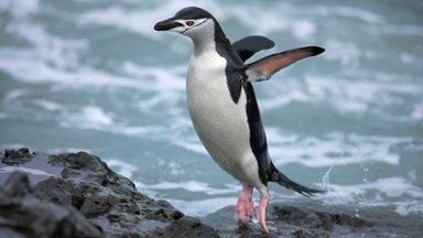 Chinstrap Penguin, Antarctica - desktop wallpaper