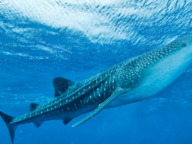 Whale Shark, Maldives