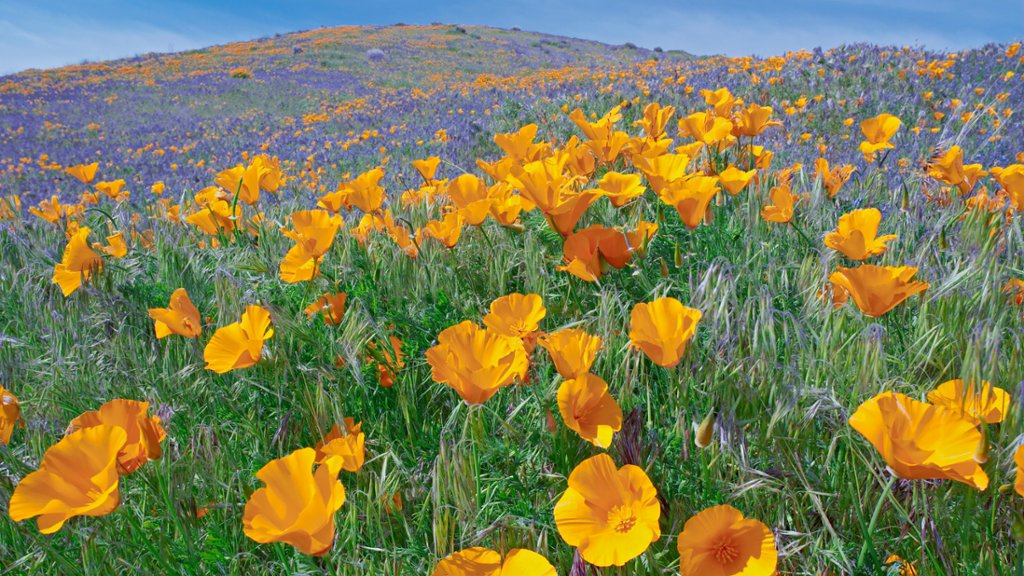 Antelope Valley Poppy Preserve, CA - desktop wallpaper