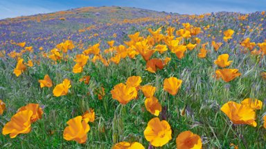 Antelope Valley Poppy Preserve, CA - desktop wallpaper