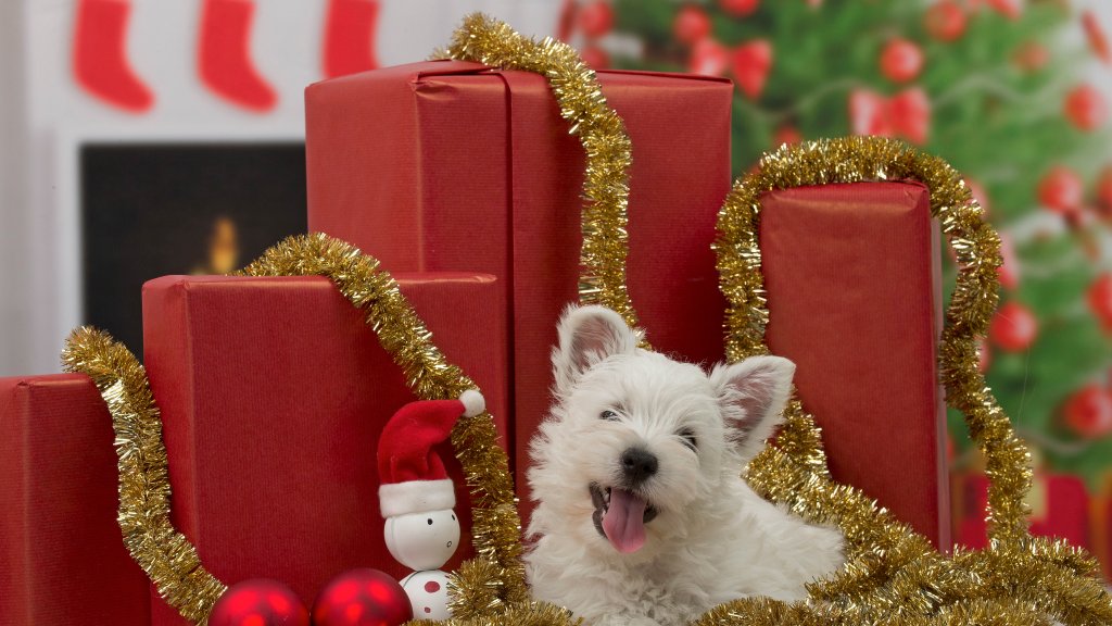 West Highland Terrier with Holiday Decor - desktop wallpaper