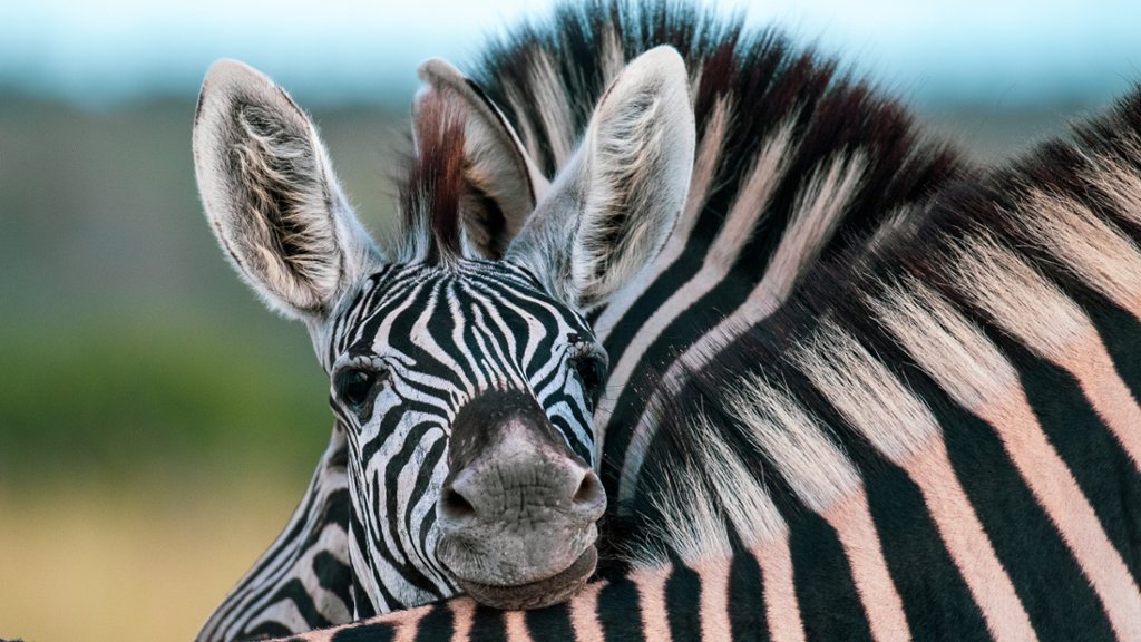 Zebra Foal - desktop wallpaper