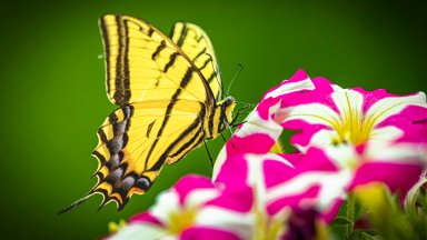 Eastern Tiger Swallowtail, Fort Collins, CO - desktop wallpaper