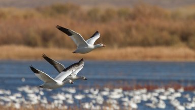 Snow Geese, Bosque Del Apache, NM - desktop wallpaper