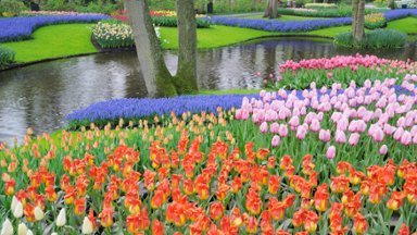 Colorful Keukenhof Gardens, Lisse, Holland - desktop wallpaper