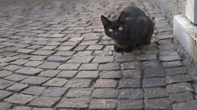 Black Cat on Cobblestone - desktop wallpaper
