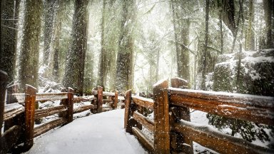 Cathederal Grove Provincial Park, Vancouver Island, Canada - desktop wallpaper
