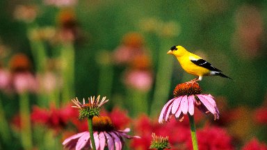 American Goldfinch, Marion County, Illinois - desktop wallpaper