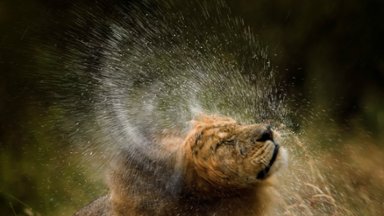 Male Lion, Masai Mara Reserve, Kenya - desktop wallpaper