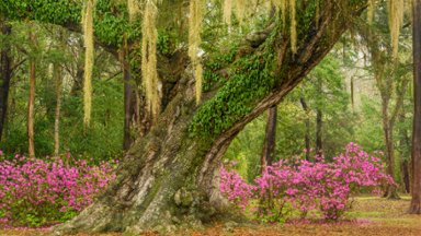 Flowering Azaleas and Southern Live Oak, Jungle Gardens, LA - desktop wallpaper