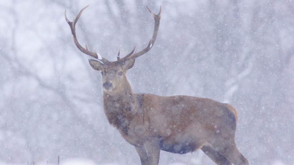 Red Deer Stag, Yorkshire, UK - desktop wallpaper