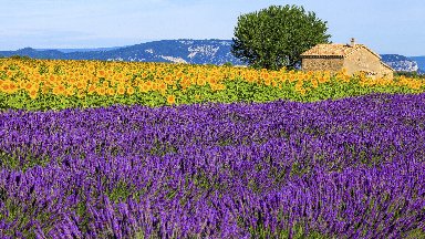Lavender and Sunflower Field, Provence, France - desktop wallpaper