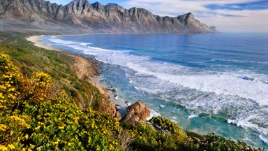 Blooming Tickberry, Near Cape Town, South Africa - desktop wallpaper