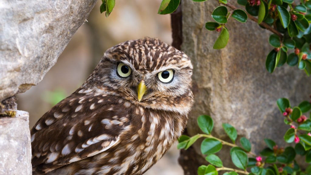 Little Owl, Wales - desktop wallpaper