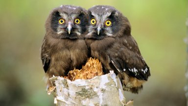 Young Boreal Owl Chicks, Alberta, Canada - desktop wallpaper
