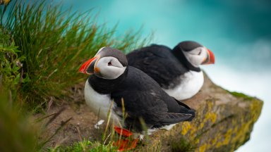 Atlantic Puffin, Labrador, Canada - desktop wallpaper