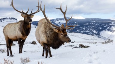 Pair of Bull Elk, Yellowstone National Park, WY - desktop wallpaper