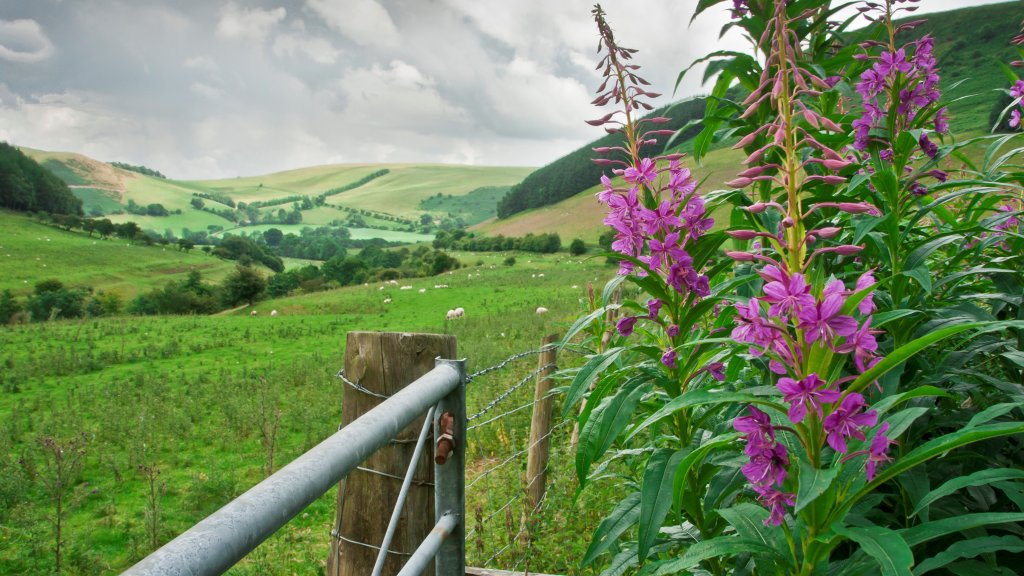 Rosebay Willowherb, Wales - desktop wallpaper