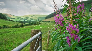 Rosebay Willowherb, Wales - desktop wallpaper