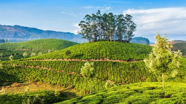 Green Tea Plantation, Munnar, India - desktop wallpaper