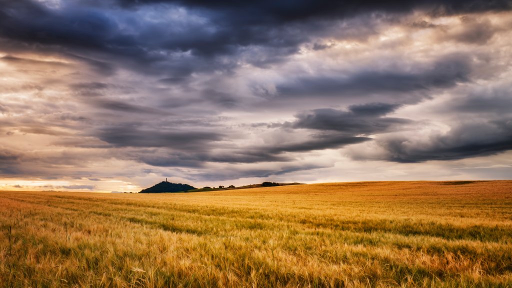 Field of Barley, East Lothian, Scotland - desktop wallpaper
