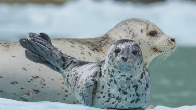 Harbor Seal and Pup , Ford's Terror Wilderness Area, AK - desktop wallpaper