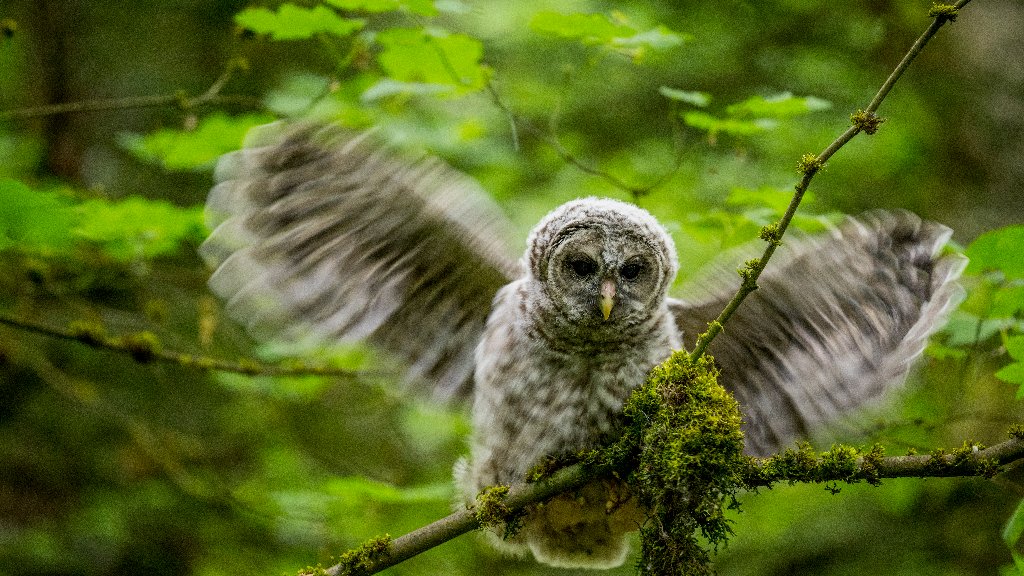 Northern Barred Owl, Kirkland, Washington - desktop wallpaper