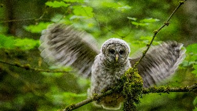 Northern Barred Owl, Kirkland, Washington - desktop wallpaper