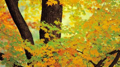 Red Leaf Valley, Jilin, China - desktop wallpaper
