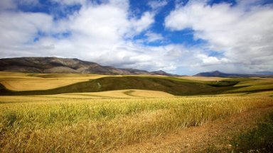 Wheat Fields Eastern Cape, South Africa - desktop wallpaper
