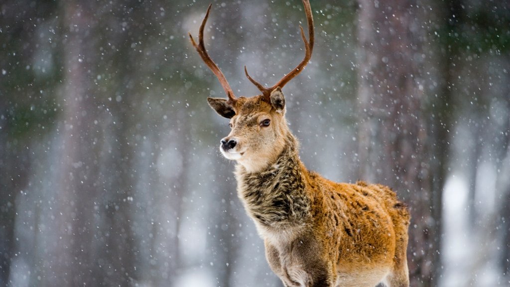 Red Stag Deer - desktop wallpaper