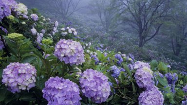 Hydrangea of Minoyama Park, Minano, Saitama, Japan - desktop wallpaper