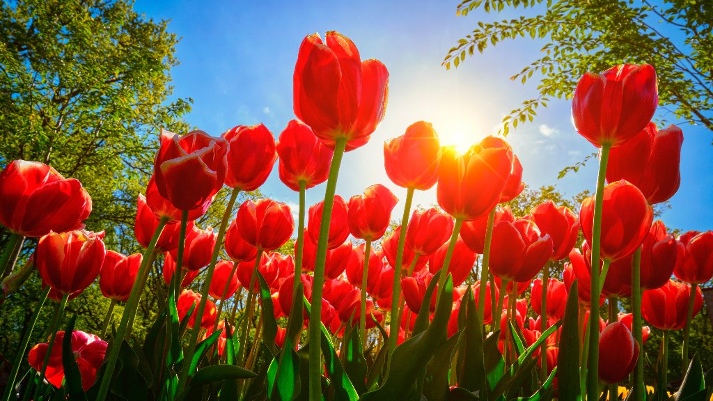 Red Tulips, Netherlands - desktop wallpaper