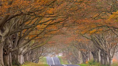 Fall Foliage in Dorset, England - desktop wallpaper