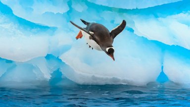 Gentoo Penguin, Cuverville Island, Antarctica - desktop wallpaper