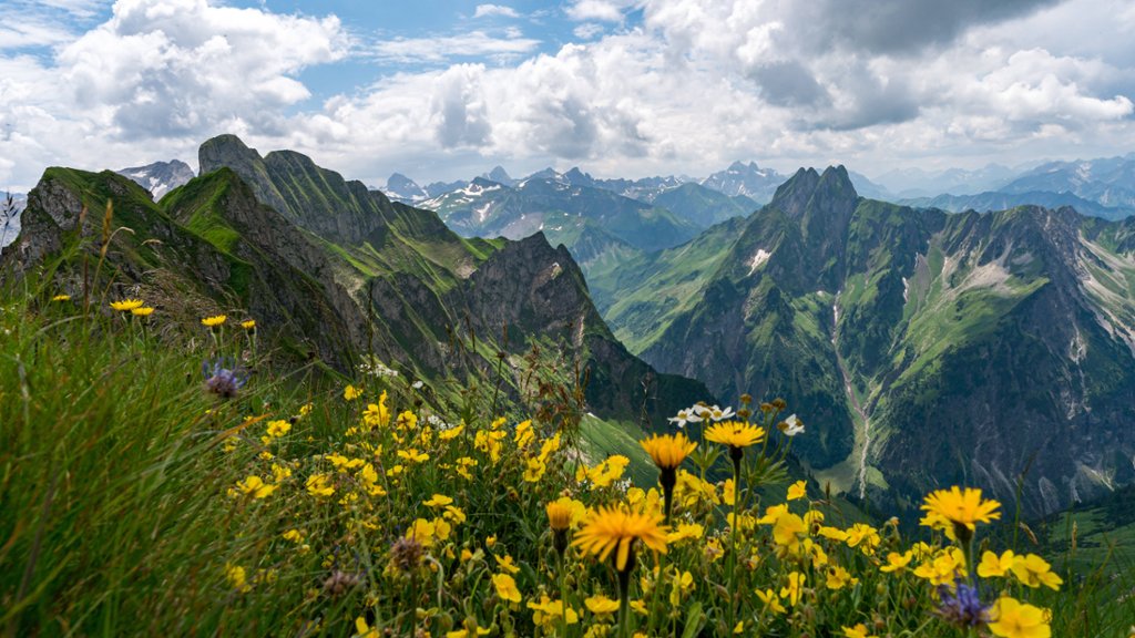 Wild Flowers, Bavarian Allgau Alps, Germany - desktop wallpaper