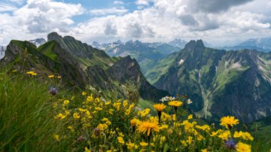 Wild Flowers, Bavarian Allgau Alps, Germany - desktop wallpaper