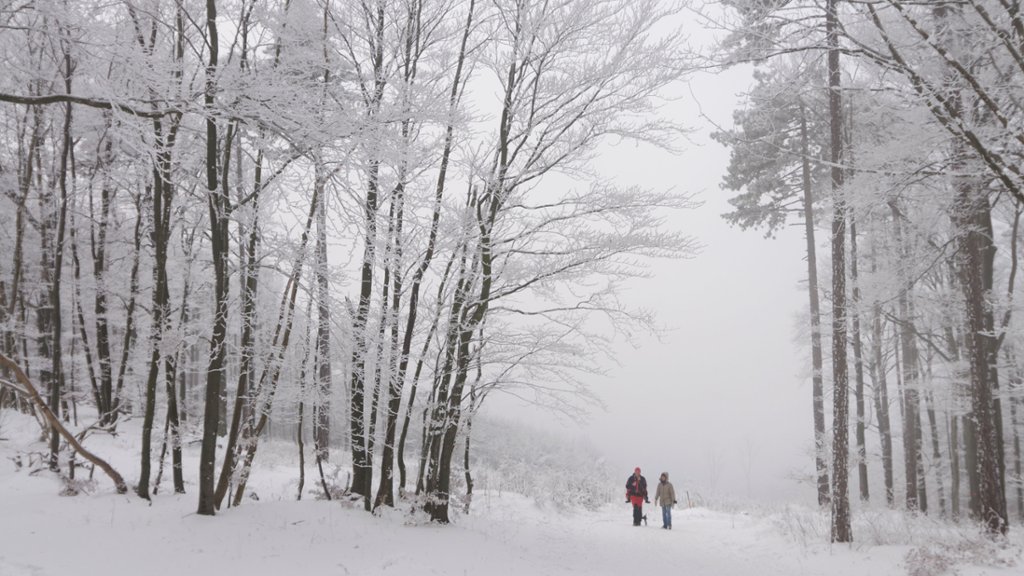 Vienna Woods, Austria - desktop wallpaper