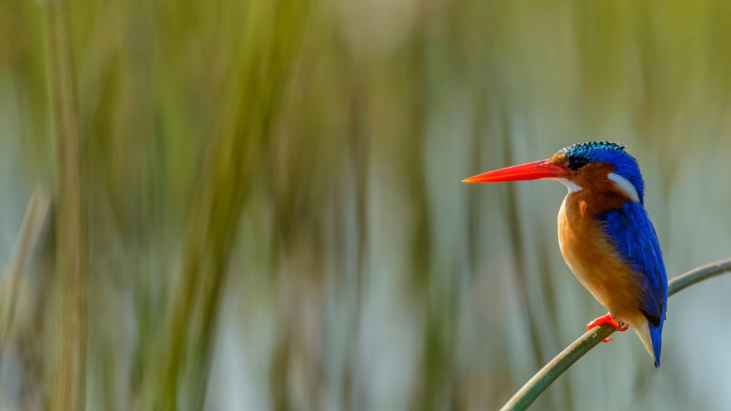 Malachite Kingfisher, Okavango Delta, Botswana - desktop wallpaper
